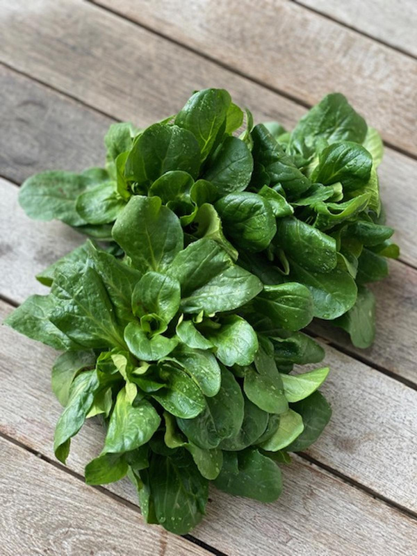 Produktfoto zu Feldsalat 120 g