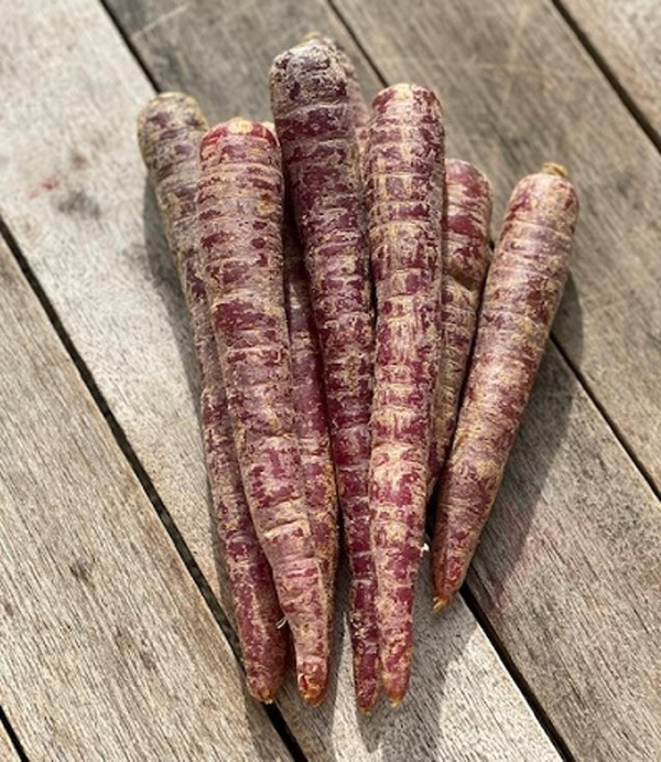 Produktfoto zu Rote Möhren, Purpurne Paula