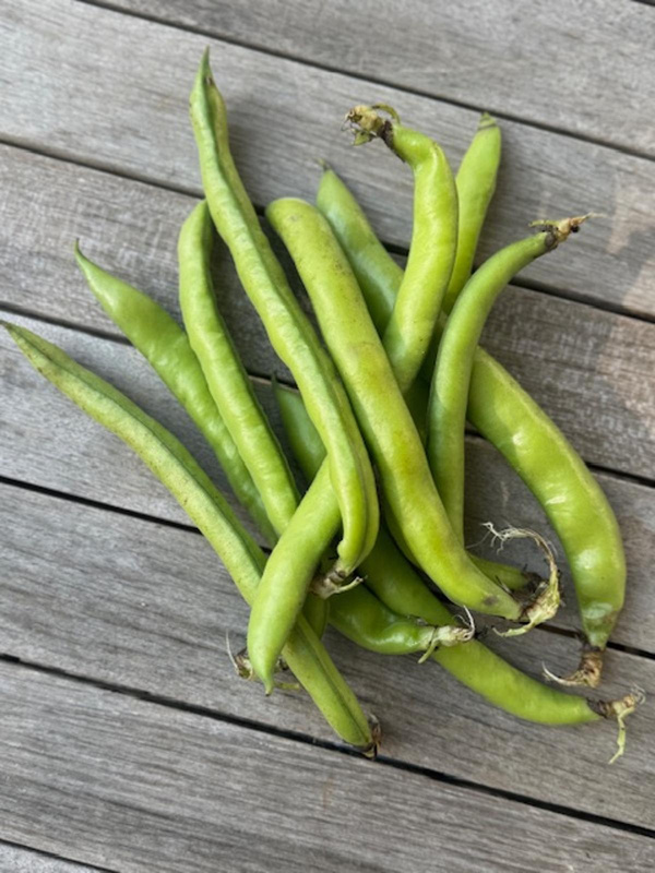 Produktfoto zu Bohnen, Dicke Bohnen 400g