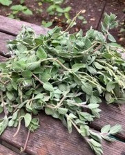 Produktfoto zu Oregano, Bund