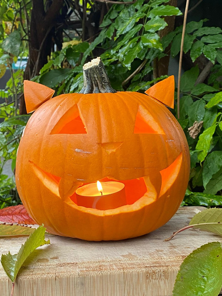 KI generiert: Ein geschnitzter Kürbis mit Katzenmotiv und Kerze, umgeben von grünen Blättern.