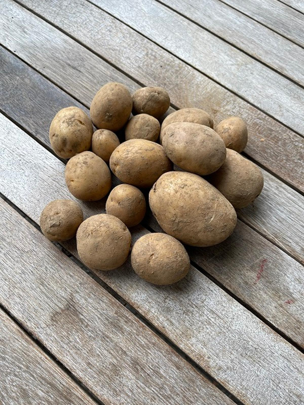 Produktfoto zu Gunda Kartoffeln 1 kg mehligkochend