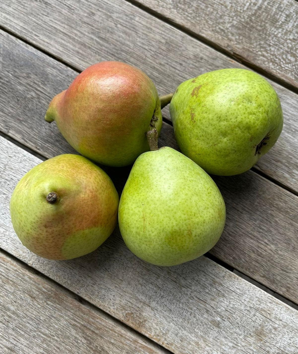 Produktfoto zu Birnen, Xenia