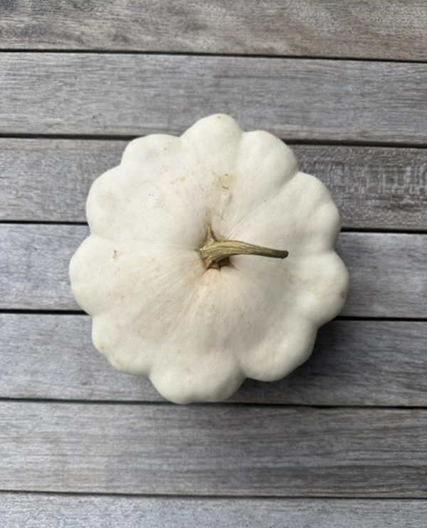 Produktfoto zu Patisson Blanc, Kürbis
