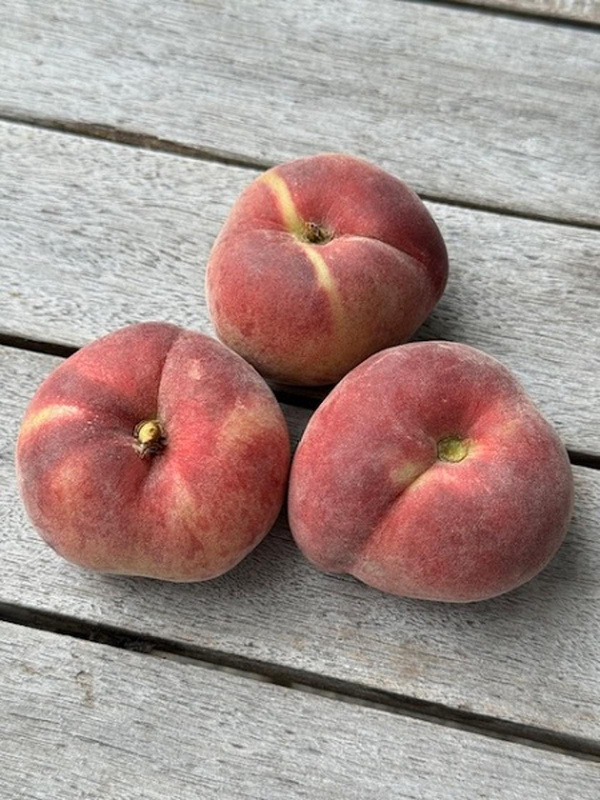 Produktfoto zu Paraguayo Plattpfirsich weiß