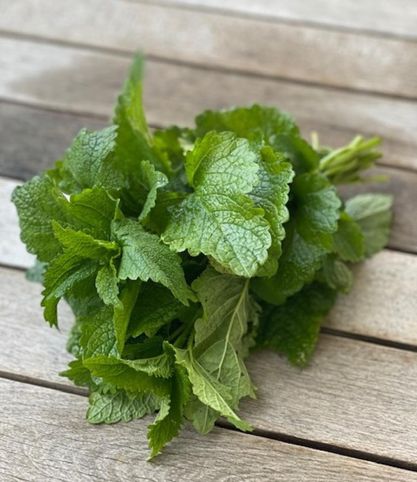 Produktfoto zu Zitronenmelisse, Bund