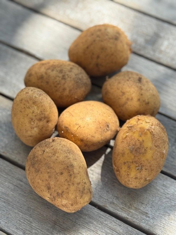 Produktfoto zu Frühkartoffeln Universa 1kg