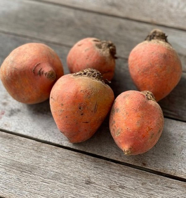 Produktfoto zu Rote Bete rot_weiß geringelt