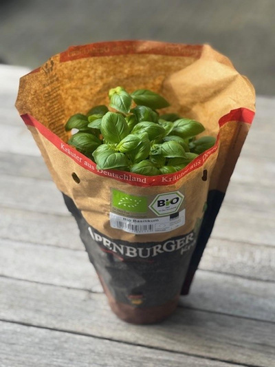 Produktfoto zu Basilikum im Topf