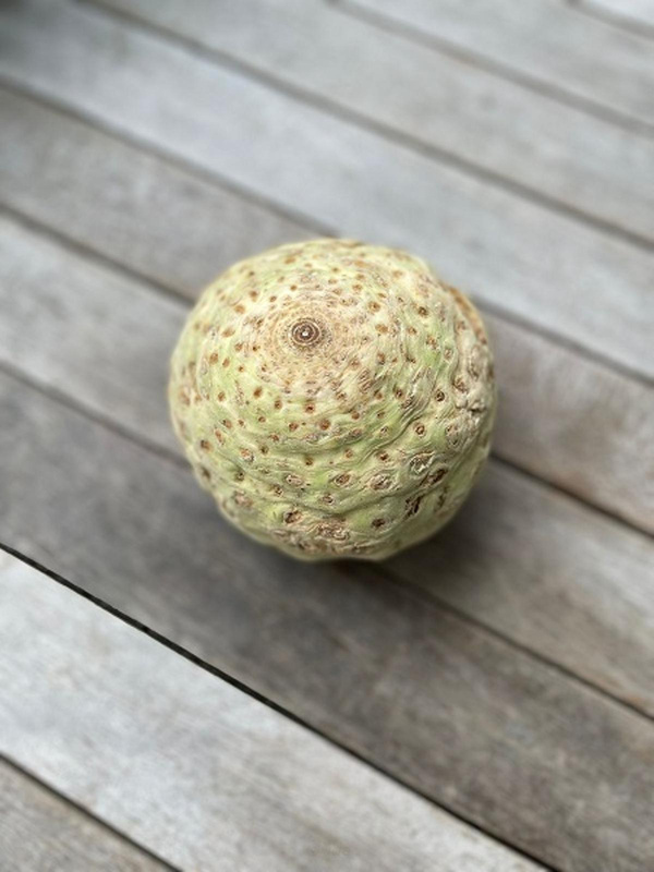 Produktfoto zu Knollensellerie klein